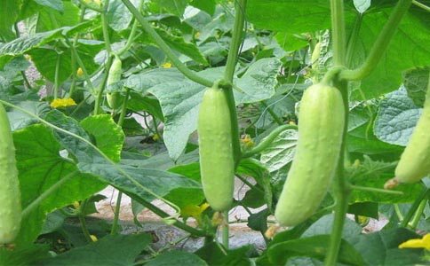 蔬菜配送中心